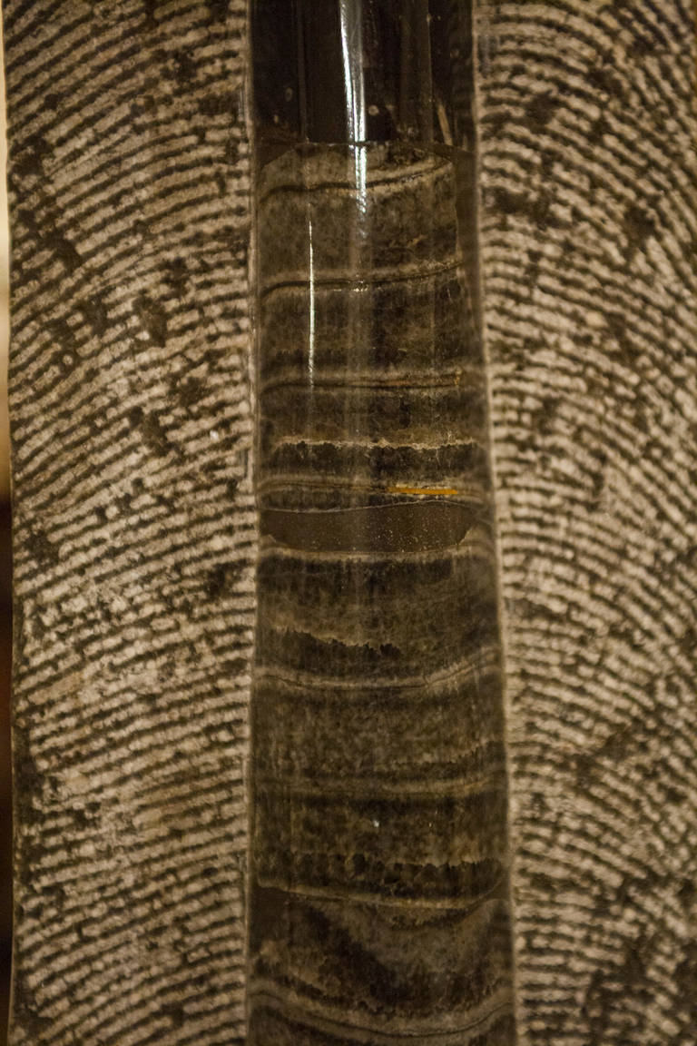 Paar riesige Orthoceras-Fossilien aus Orthoceras (Saharauisch)