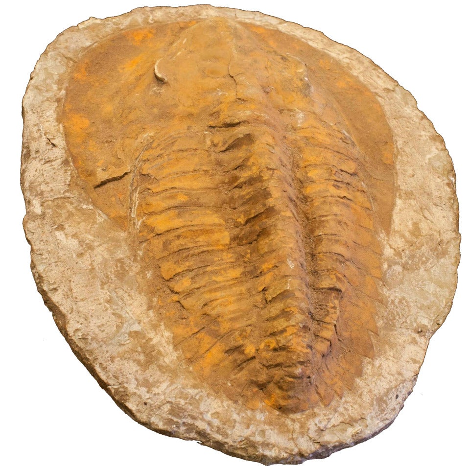 Large entire Trilobite Fossil, complete with its mirror image.