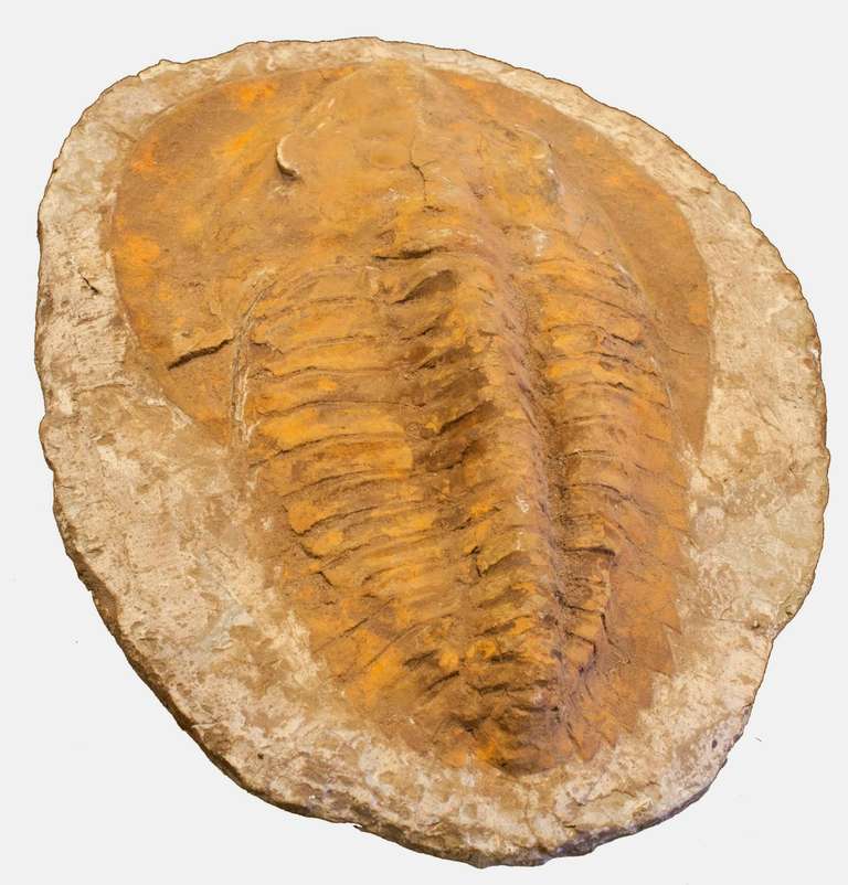 Large Entire Trilobite Fossil In Excellent Condition In Bournemouth, GB