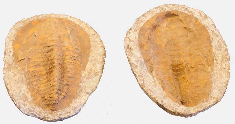 English Large Entire Trilobite Fossil