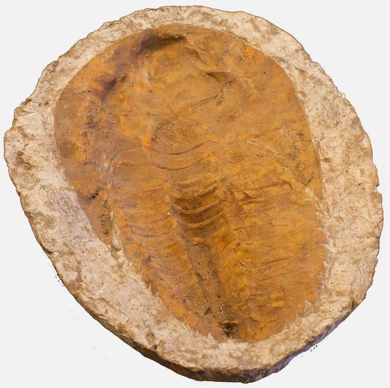 18th Century and Earlier Large Entire Trilobite Fossil