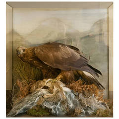 Very Large Taxidermy Golden Eagle