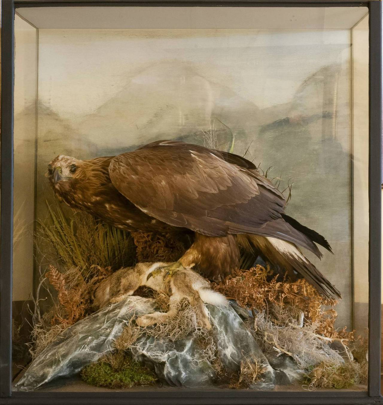 A very large taxidermy golden eagle with its prey (taxidermy rabbit) in a naturalistic mountain top setting, in a large glass case.