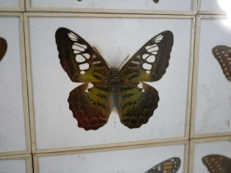 American Unusual Victorian Taxidermy Butterfly Collection