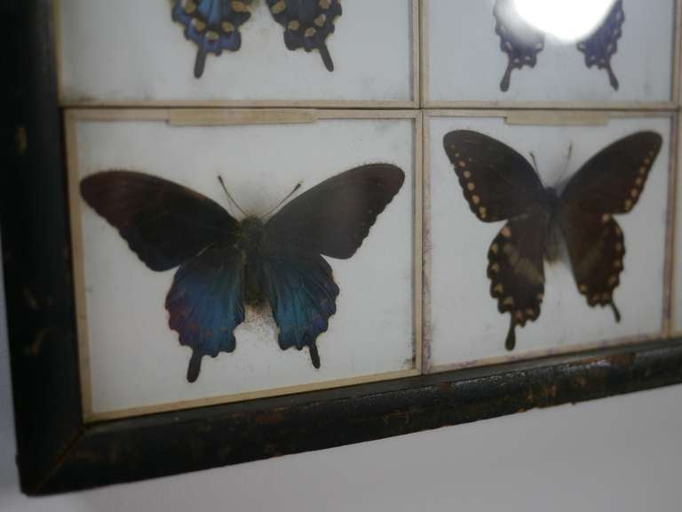 18 butterfly specimens mounted and framed. Each butterfly is mounted in a turn of the century Denton Bros. case. 13 of the species are identified on their backs, 5 are unknown. One of the specimens is dated 1894. The frame is 2