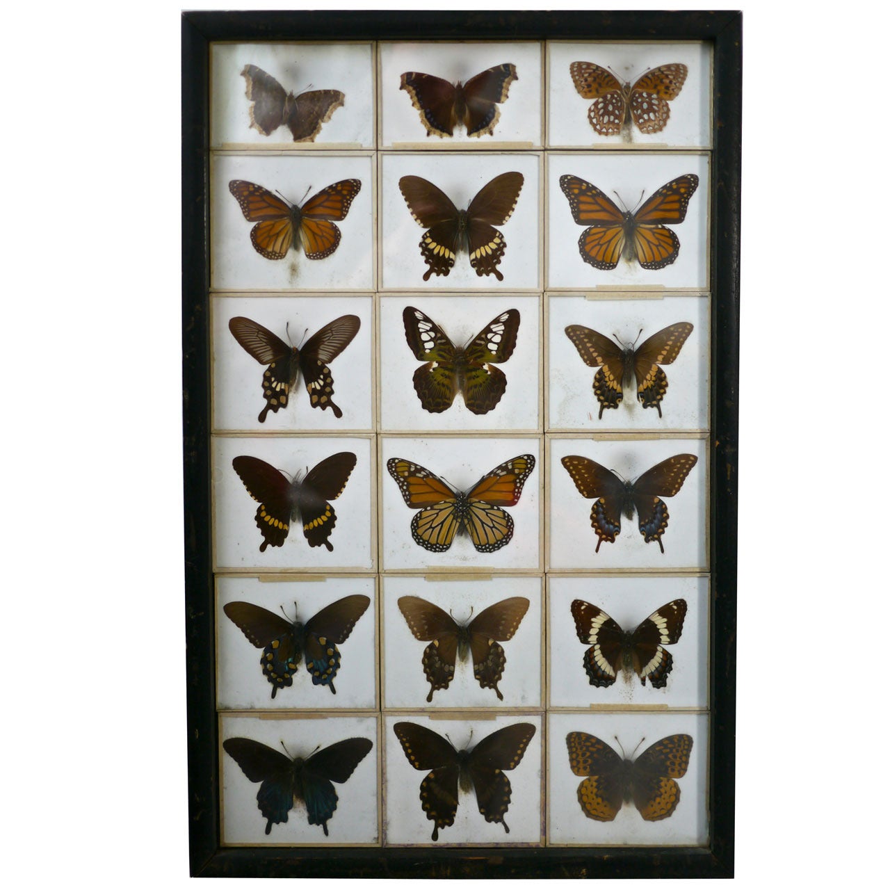 Unusual Victorian Taxidermy Butterfly Collection