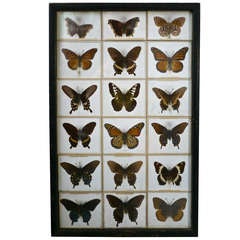 Antique Unusual Victorian Taxidermy Butterfly Collection