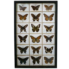 Unusual Victorian Taxidermy Butterfly Collection