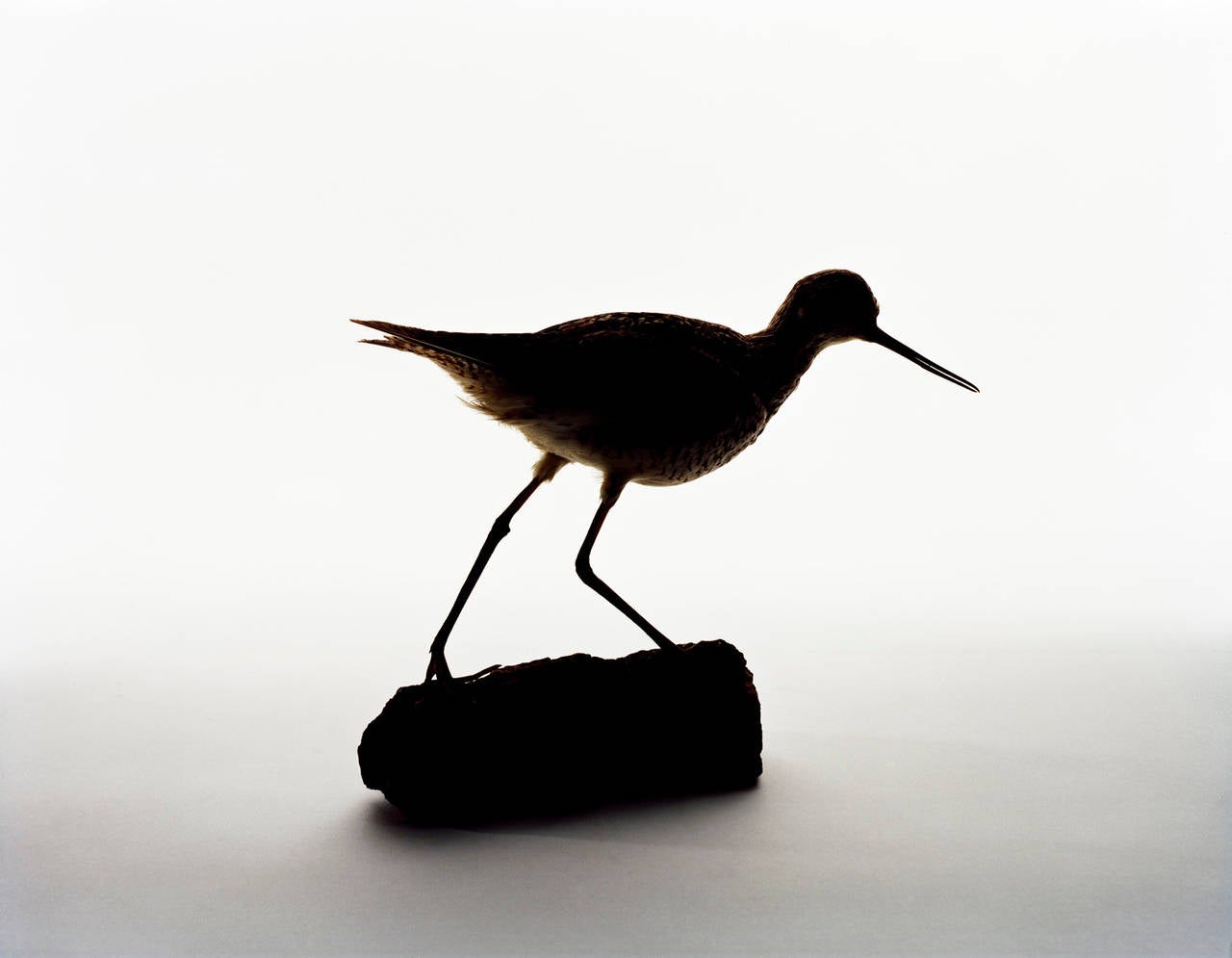 Katherine Wolkoff Color Photograph - Greater Yellow Legs