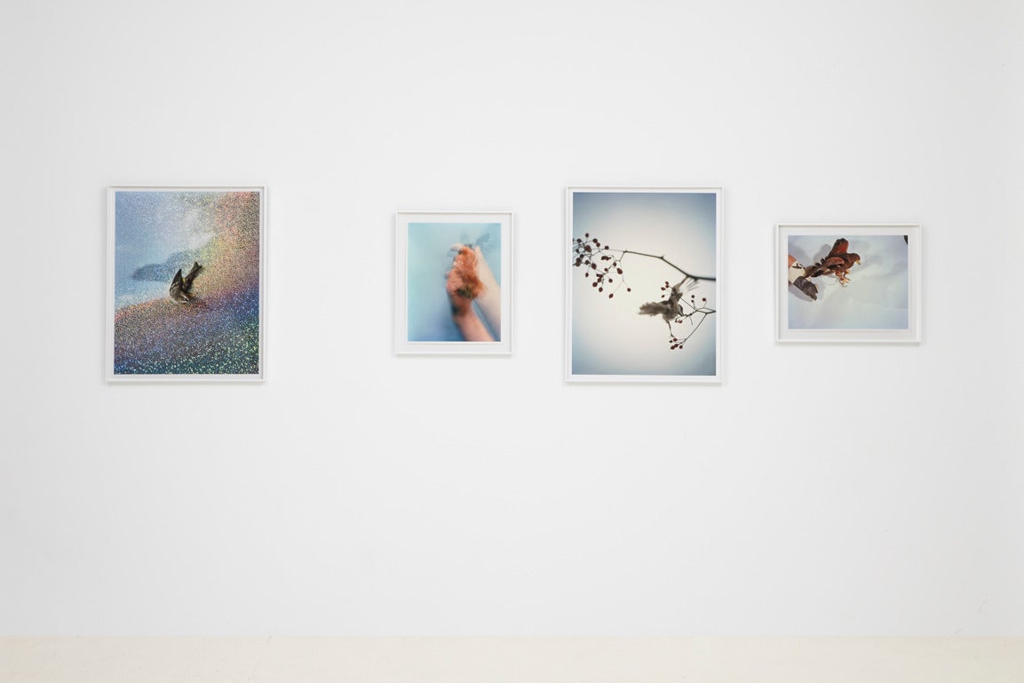 Mantle. Harris Hawk. Pleasantville, New York