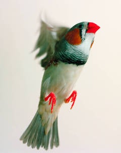A Bright Red Sloop in the Harbor. Zebra Finch. City College, New York, New York