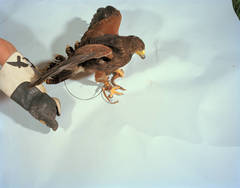 Mantle. Harris Hawk. Pleasantville, New York