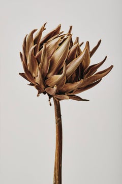Nature morte I – Tirage pigmentaire d'archivage, 60 x 40 pouces, édition limitée à 7 exemplaires, non encadrée