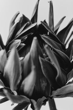 STILL LIFE II, Photographie de mode par Leandro Franco
