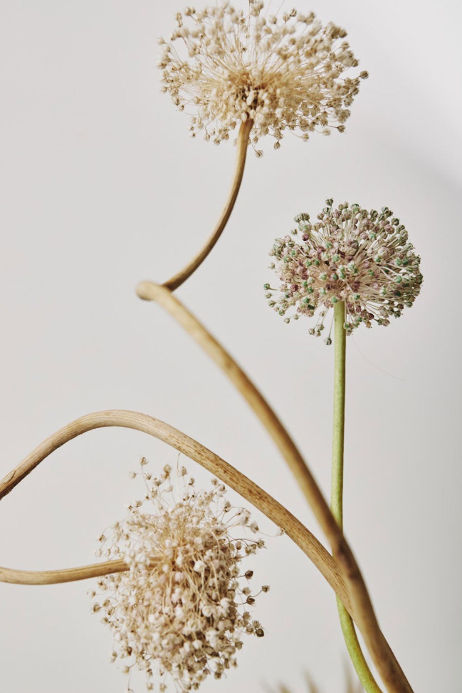 STILL LIFE III, Fashion Photography by Leandro Franco