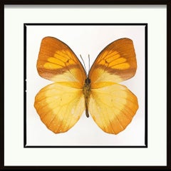 Mariposa
