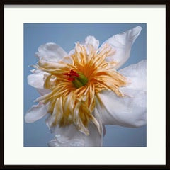Tulipano "Exotic Emperor"