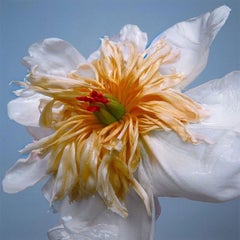 Tulipano "Exotic Emperor"