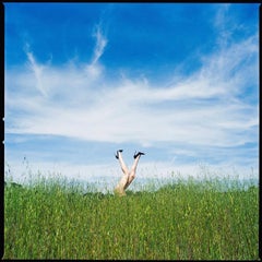 Des jambes dans les hautes herbes