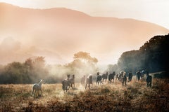 Horses in Paradise by David Drebin - Equestrian Photograph