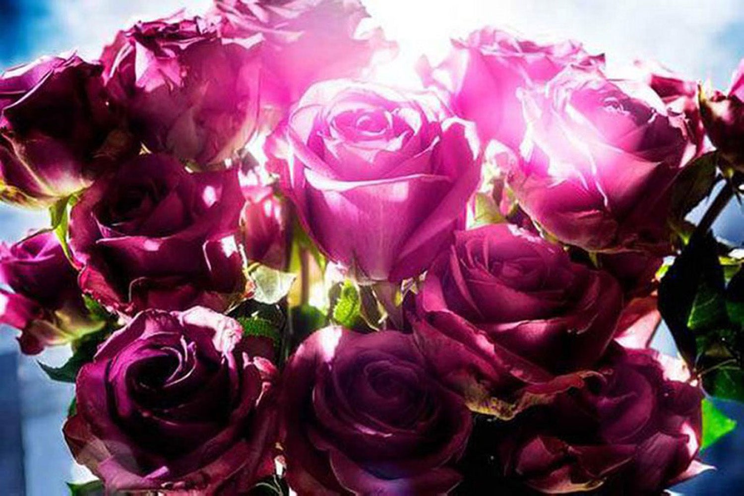 Spotting Rose by David Drebin - Floral Still Life Photograph