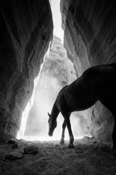 Abyssus by Raphael Macek, Equine Fine Art Photography