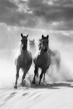 Adventus by Raphael Macek, Equine Fine Art Photography