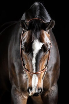 Artis di Raphael Macek, fotografia artistica equina
