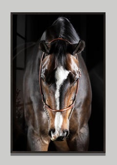 Artis by Raphael Macek, Equine Fine Art Photography