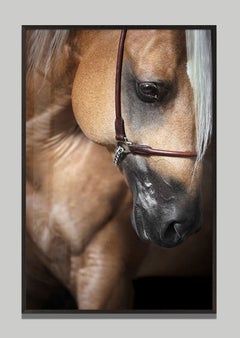 "Caritate" di Raphael Macek, fotografia artistica equina