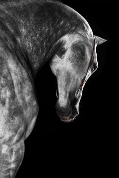 Castellum di Raphael Macek, fotografia artistica equina