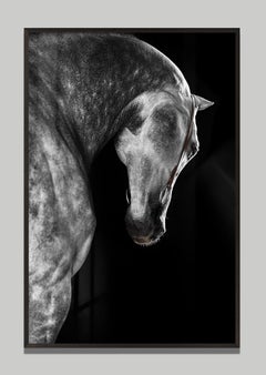 Castellum di Raphael Macek, fotografia artistica equina