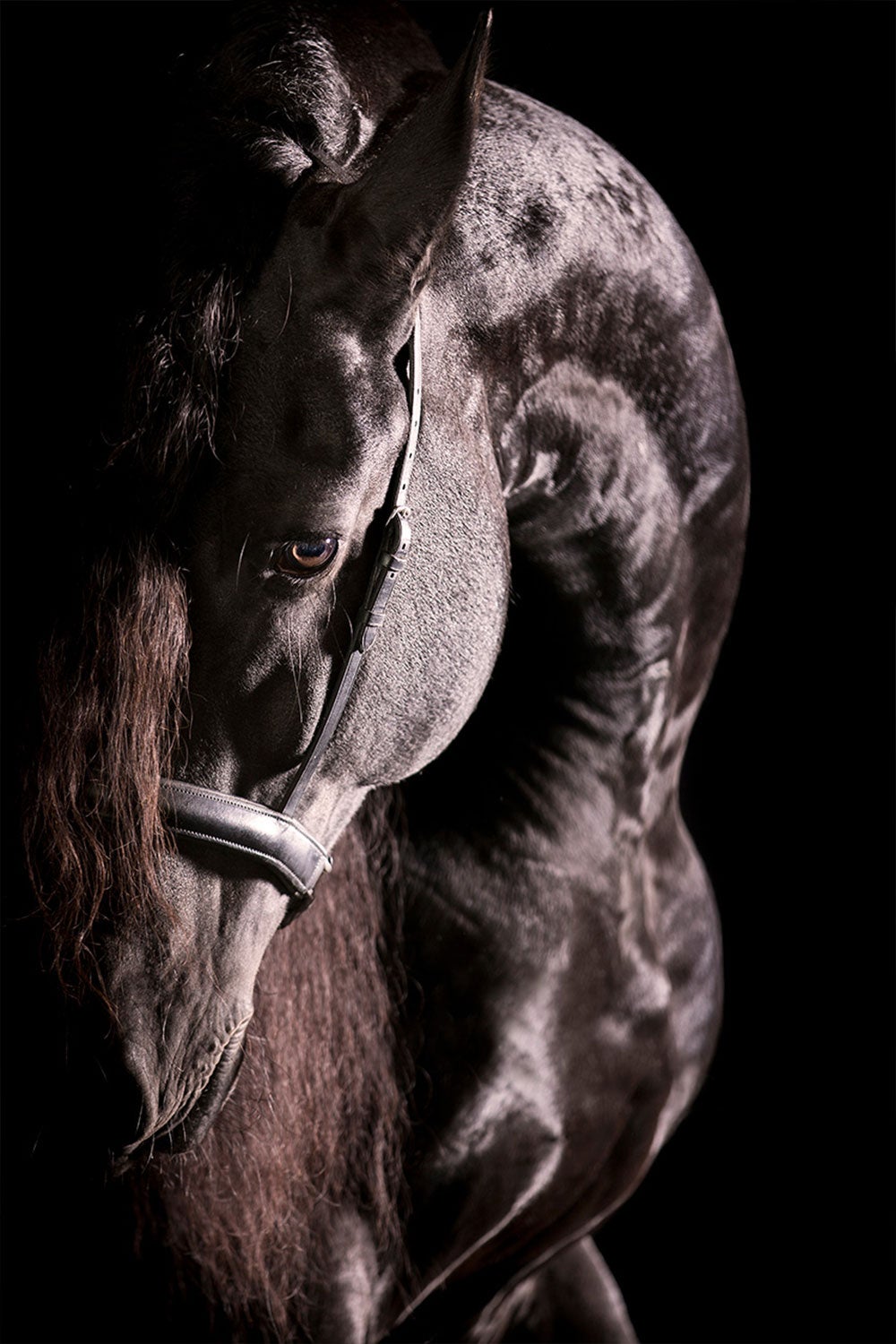 Curvarum by Raphael Macek, Equine Fine Art Photography