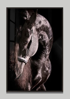«Curvarum», de Raphael Macek, fotografía artística ecuestre