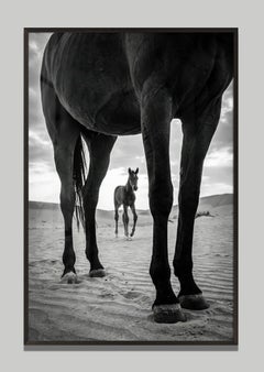 «Custodia», de Raphael Macek, fotografía artística ecuestre