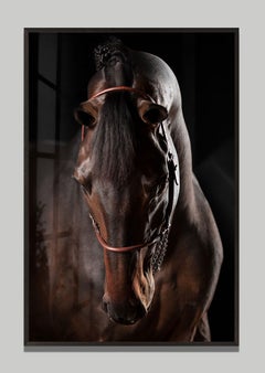 Domino by Raphael Macek, Equine Fine Art Photography