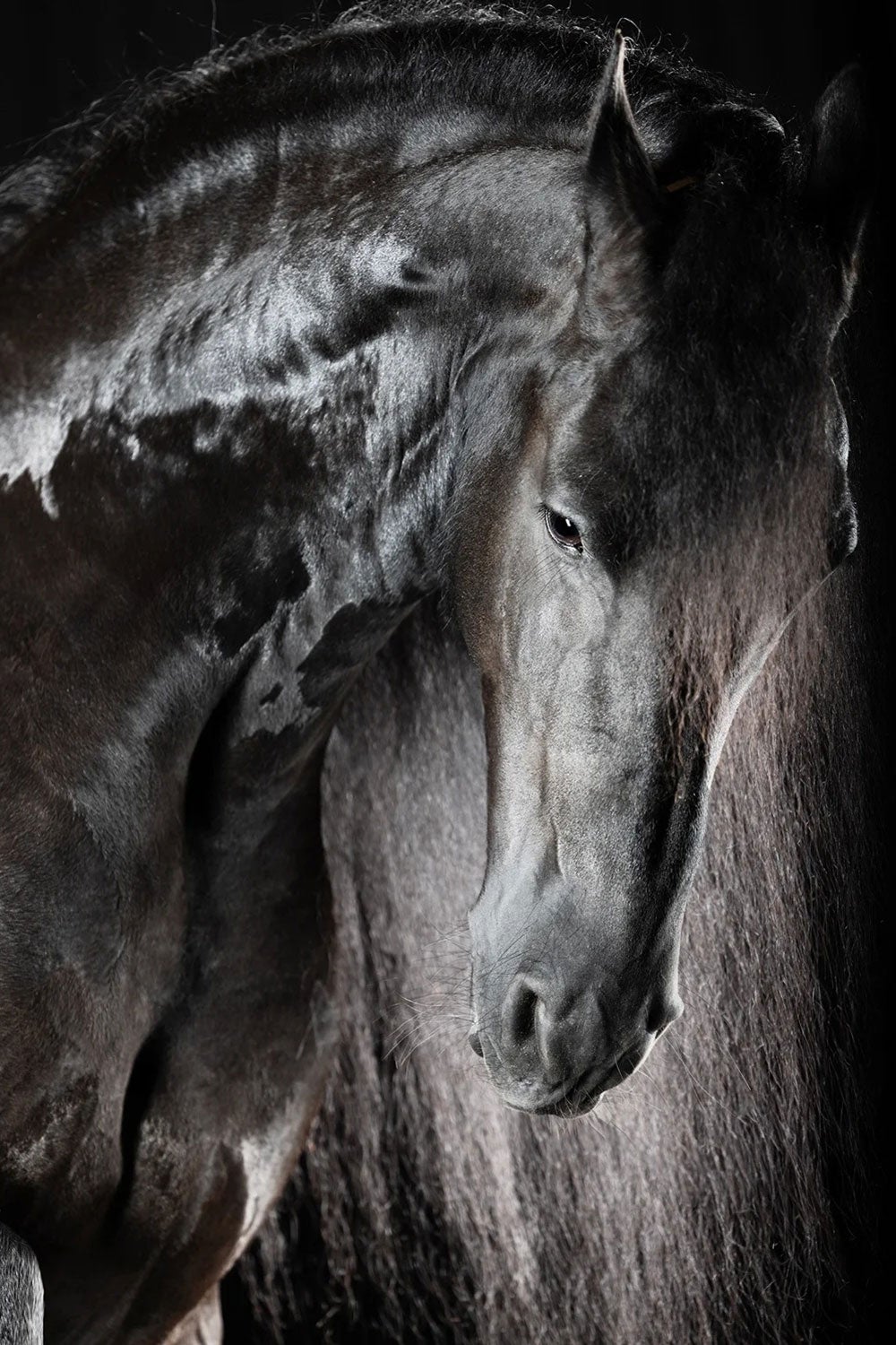 Epic by Raphael Macek, Equine Fine Art Photography