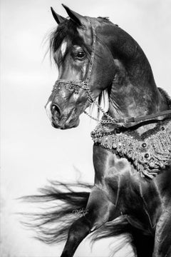 «Equestrian Beauty 16», de Raphael Macek, fotografía artística ecuestre