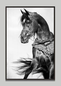 «Equestrian Beauty 16», de Raphael Macek, fotografía artística ecuestre
