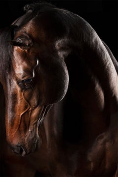 Equo by Raphael Macek, Equine Fine Art Photography