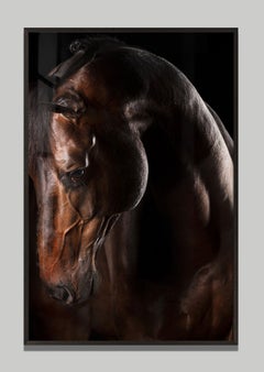 Equo di Raphael Macek, fotografia artistica equina