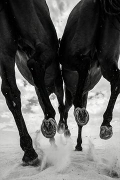 Ferrum by Raphael Macek, Equine Fine Art Photography