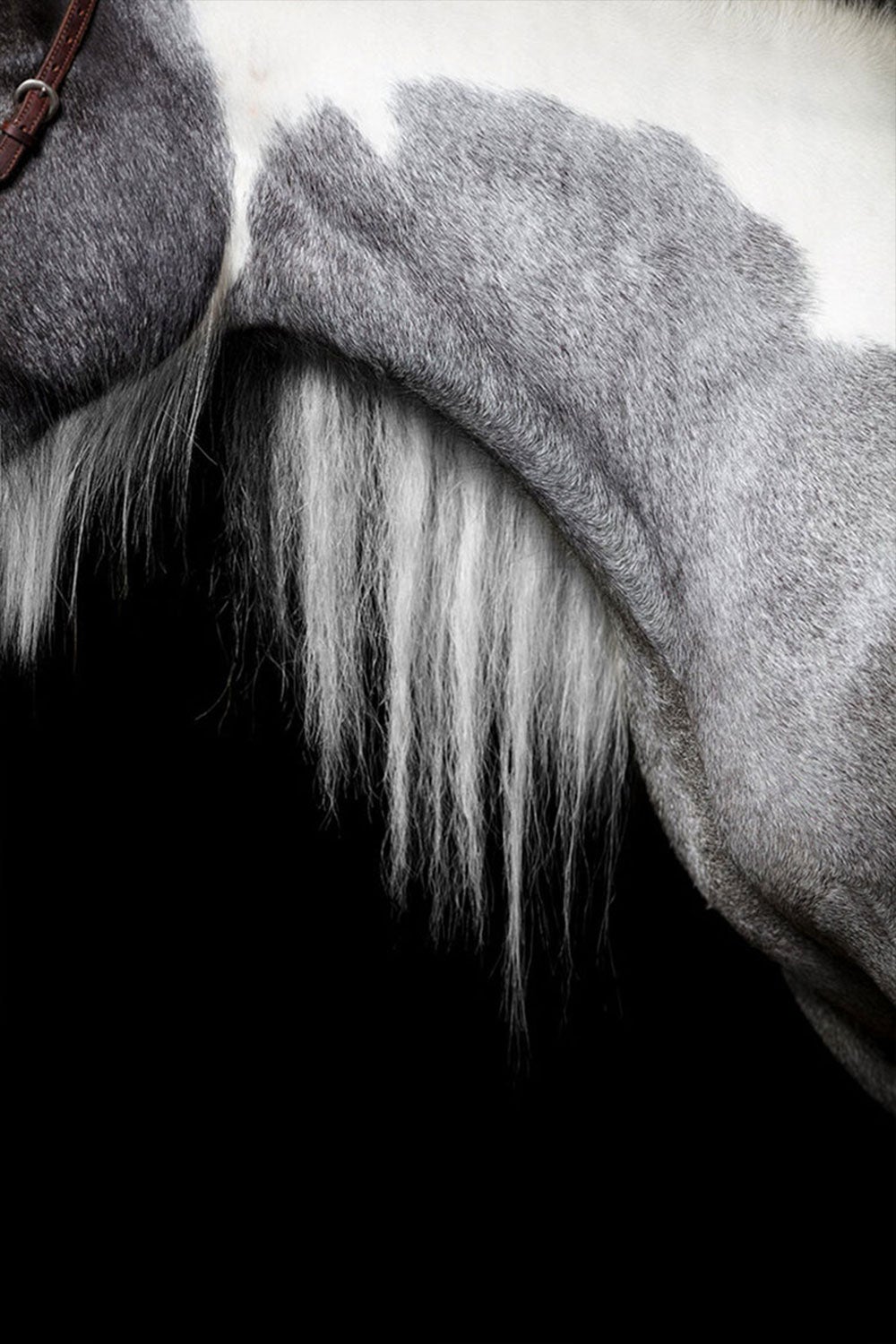 Forma by Raphael Macek, Equine Fine Art Photography