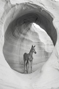 Gremium by Raphael Macek, Equine Fine Art Photography