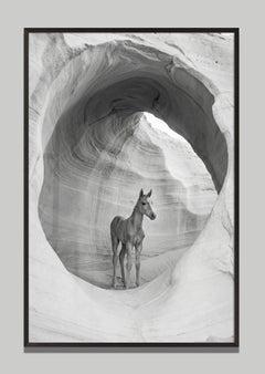 Gremium by Raphael Macek, Equine Fine Art Photography