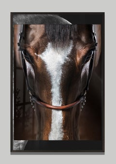 Immersion by Raphael Macek, Equine Fine Art Photography
