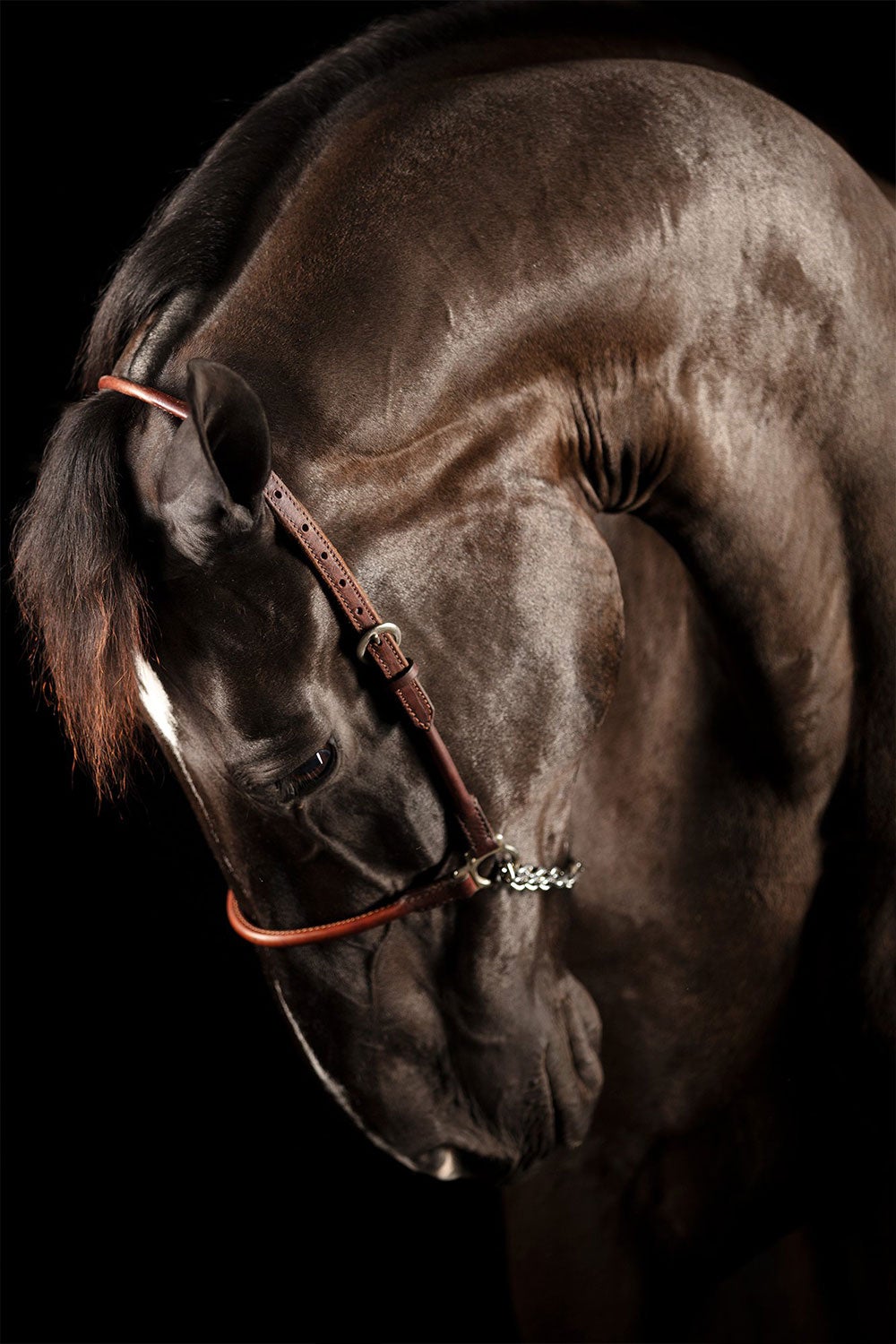 Laetia by Raphael Macek, Equine Fine Art Photography