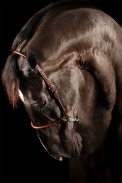 Laetia by Raphael Macek, Equine Fine Art Photography