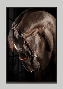 Laetia by Raphael Macek, Equine Fine Art Photography