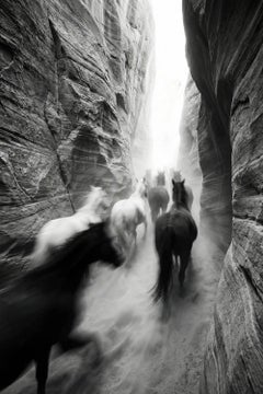 Liberatio by Raphael Macek, Equine Fine Art Photography